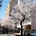 豊島区南大塚の桜並木画像