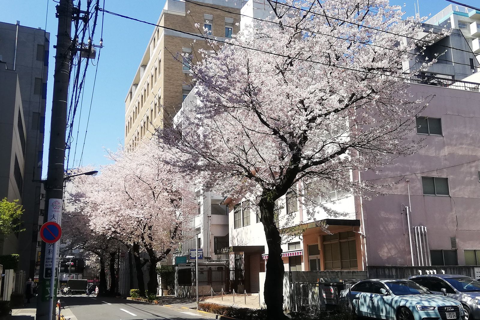 豊島区南大塚の桜並木画像